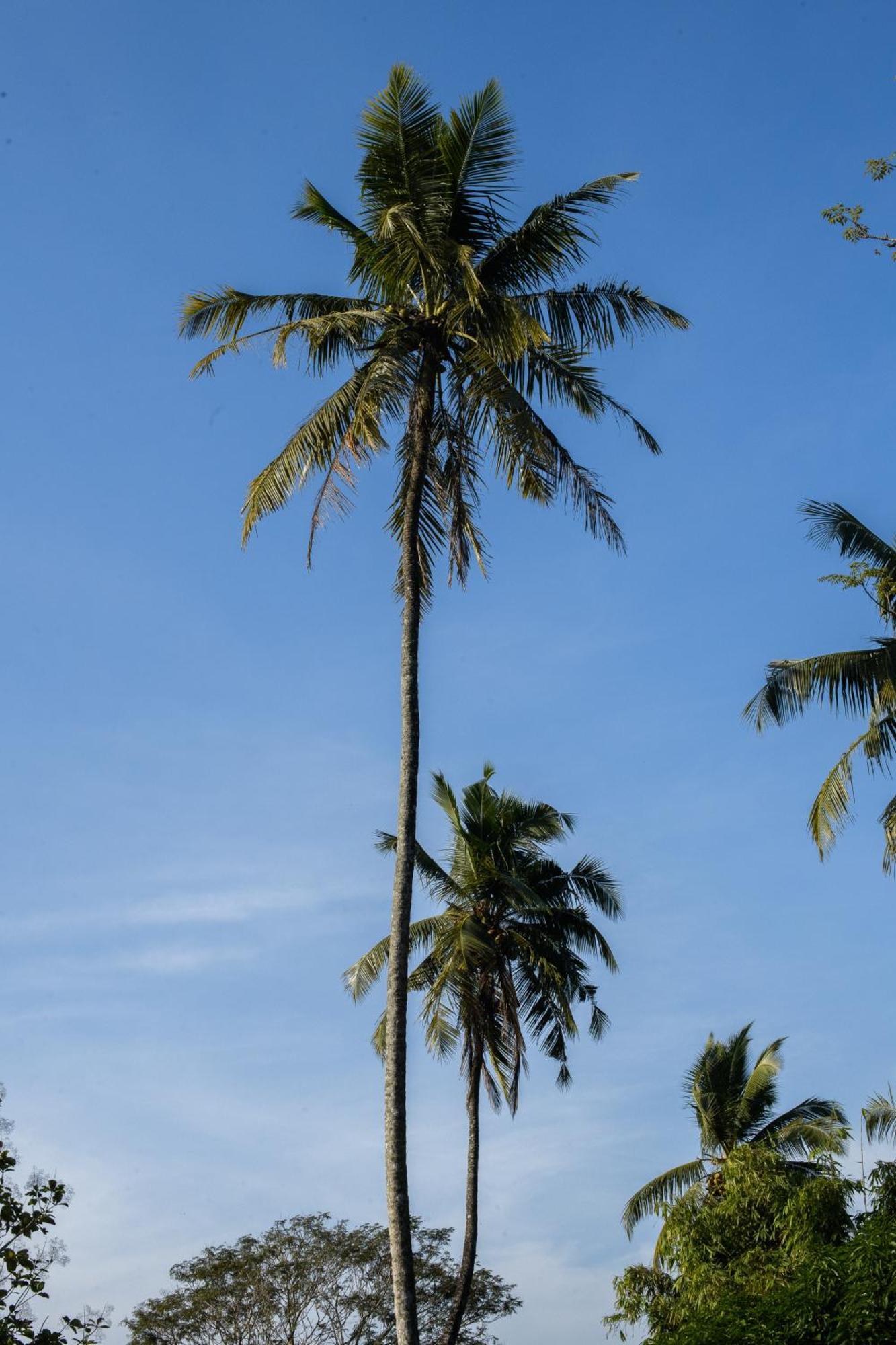 Hotel Roots Retreat Unawatuna Exteriér fotografie